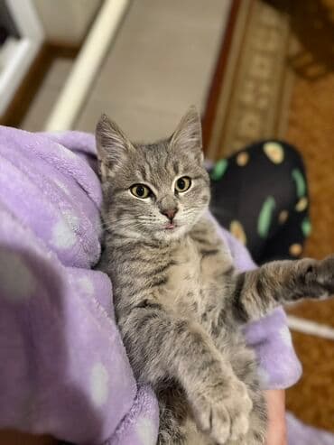возьму кошку в добрые руки: Отдам кота в добрые руки, ооочень ласковый, игривый, рядом нужен — 1