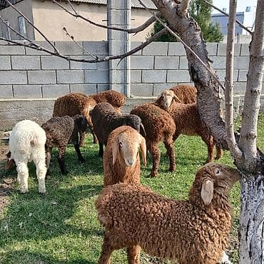 продажа поросят дюрок: Продаю | Ягненок | Для разведения | Племенные — 4