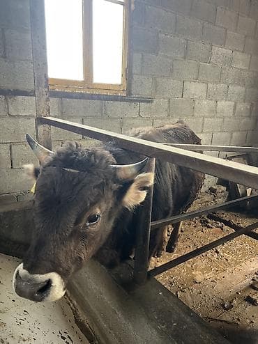 Аквариумдар: Сатам | Бука (эркек) | Бордоп семиртүү үчүн, Союуга — 2