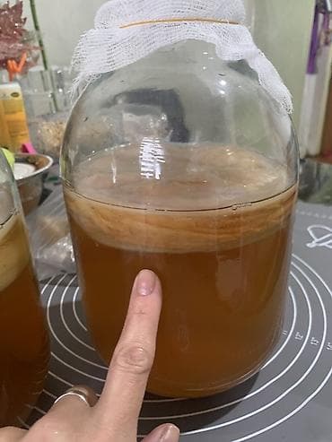 для кожи: Домашний чайный гриб (SCOBY) с рабочей закваской для приготовления — 3