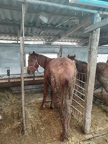лошадя: Продаю | Жеребенок | Рабочий — 7