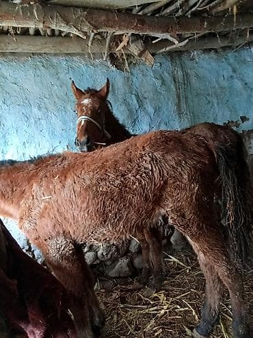 Ветеринар кызматы: Сатам | Тай | Жумушка | Асыл тукумдуу — 2