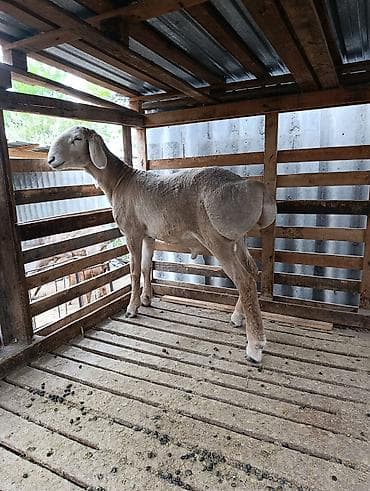 кролики белый великан: Продаю | Ягненок | Арашан | Для разведения — 7