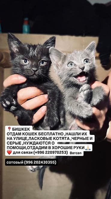 Животные: Котята в добрые руки — Бишкек - Описание: Ласковые малыши, найденные — 3