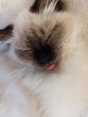 рэгдолл купить: Котята домашние, пушистые и ласковые. - Окрас: колор-пойнт (светлый — 8