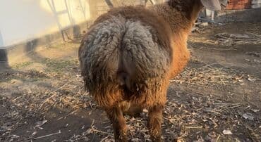 корма для сх животных: Продаю | Ягненок | Арашан | Для разведения — 3