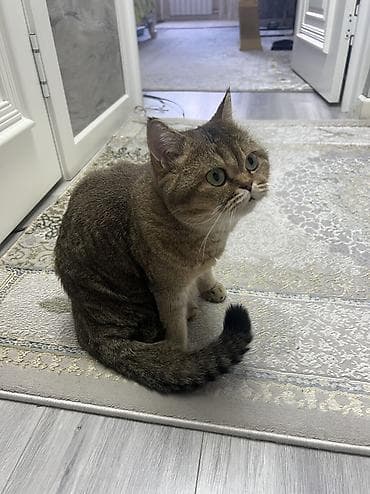 cat litter: Британская короткошёрстная, 2 года, Девочка, Золотая шиншилла, Приучена к лотку — 2