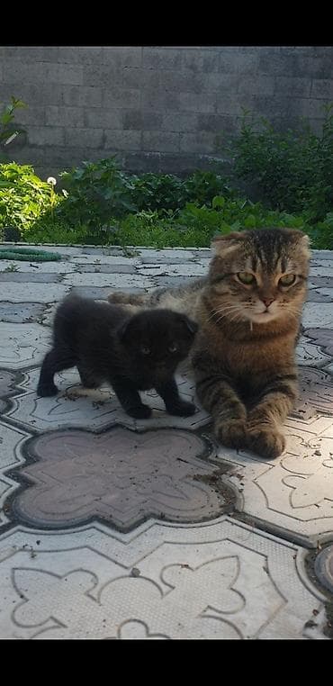 Мышыктар: Котята с вислоухими ушками от домашней кошки-скоттиш (на фото с — 7