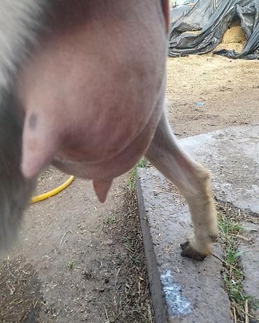 коозу кой: Продаю | Козлёнок | Для разведения — 10