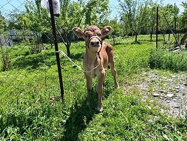 Продаю | Бык (самец) | На откорм | Привязанные