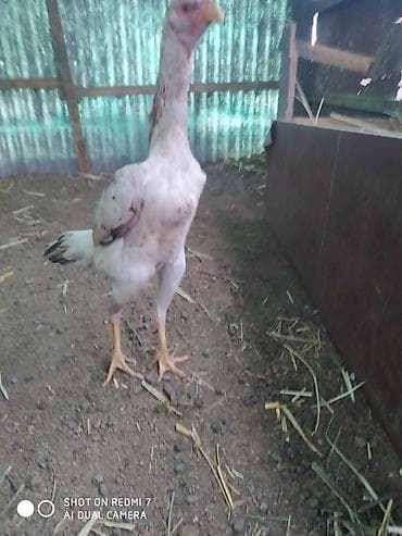 яицо дакана: Продаю | Куры | Для разведения — 4