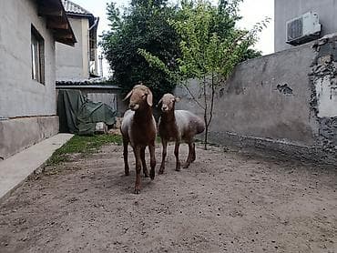 баран рамановский: Продаю | Баран (самец) | Арашан | Для разведения | Племенные, Осеменитель — 3