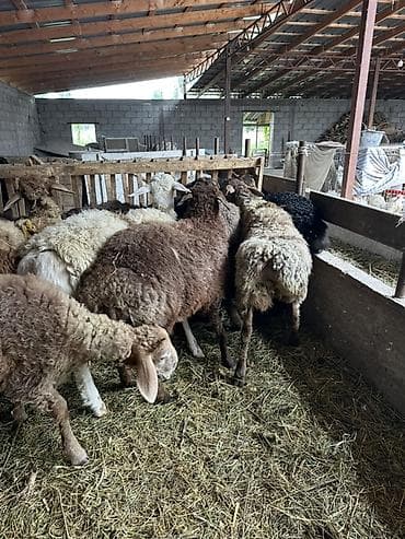 Животные: Продаю | Баран (самец) | Полукровка | На забой | Матка — 1