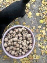 оптовые цены на продукты питания в бишкеке: Грецкие орехи — всего 100 сом за 1 кг! Собраны вручную, очищены с — 3