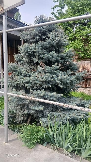 цветочный горошок: Ель голубая (Picea pungens ‘Glauca’) — взрослое декоративное дерево — 1