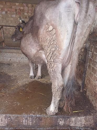 сементал уйлар: Продаю | Корова (самка) | Полукровка | Для молока | Стельные — 3