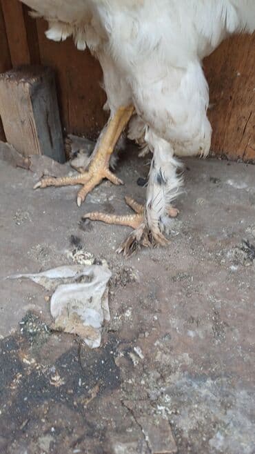 где купить фазанов для разведения: Продаю | Петух | Брама | Для разведения — 3