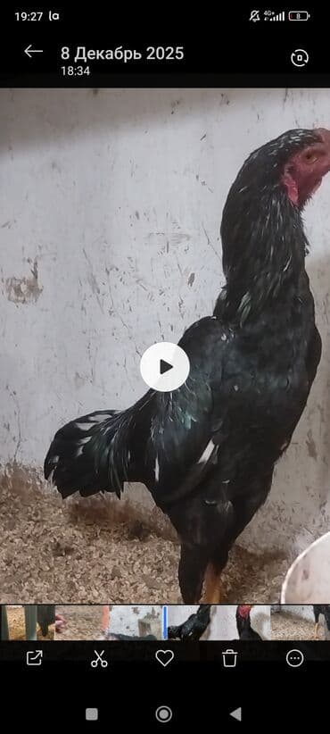 амстафф щенок цена: Продаю | Петух | Бойцовая | Для разведения — 1