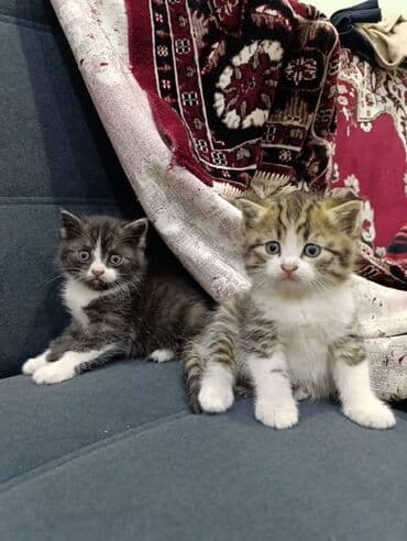 вислоухая кошка сколько стоит: Продаю котят шотландских вислоухих - Окрас: полосатый/белый (табби) и — 1