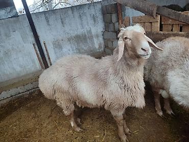 рэгдолл бишкек: Сатам | Кочкор (эркек) | Союуга, Көбөйтүү үчүн | Жасалма жол менен боозутуу — 1