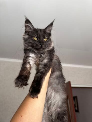 сколько стоит кошка породы мейн кун: Порода: мейн-кун (типичные крупные кисточки на ушах, вытянутый корпус — 1