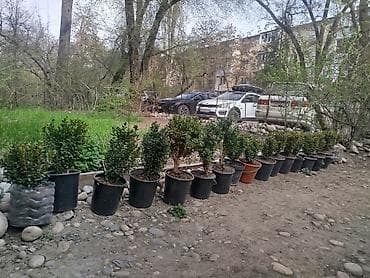 самшиты круглые: Самшит вечнозелёный в контейнерах - Кусты самшита (Buxus — 4