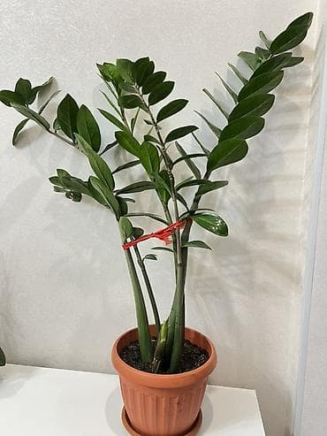 Алоэ: Замиокулькас /Доллар Идеален для офиса и дома: неприхотлив, устойчив — 3