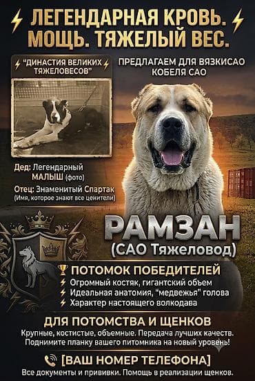алабай иттер: 🔥 ТЯЖЕЛОВЕС РАМЗАН — Наследник Легендарного Малыша! (Вязка Алабай) — 1