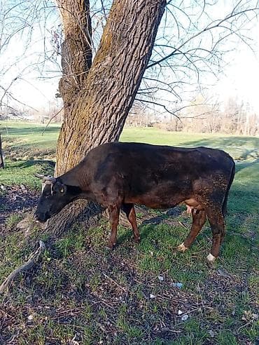 бала карайм: Талап кылынат Чабан, Төлөм: Ай сайын — 1