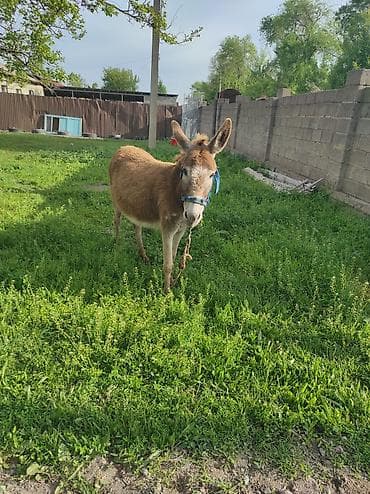 Осёл домашний - Вид: осёл (Equus asinus), окрас рыжевато-бурый с