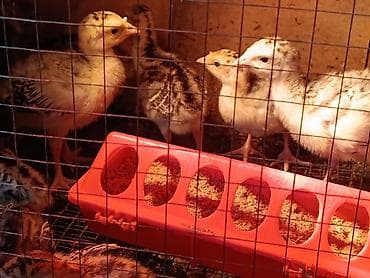 в связи с переездом отдам попугая жако в добрые руки: Продаю | Индюшка (самка), Индюшата, Инкубационные яйца | Черный принц, Северокавказская | Для разведения | Племенные — 3