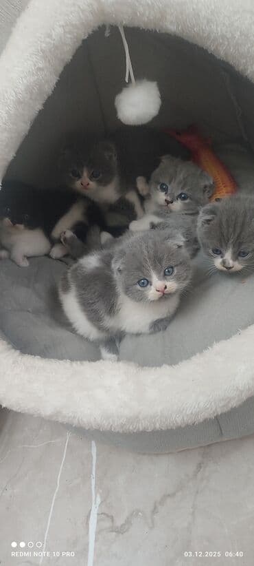 домик для кошек: Шотландские котята с мамой - Порода: шотландская (в помёте есть — 7