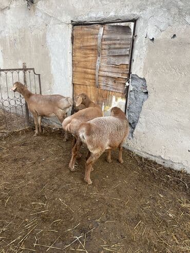 объявления о пропаже животных: Продаю | Овца (самка), Ягненок | Арашан | Для разведения | Племенные, Ярка, Ягнившаяся — 4