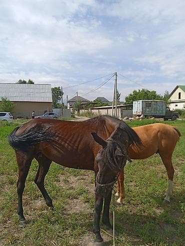 продажа собак бишкек: Продаю | Кобыла (самка) — 2