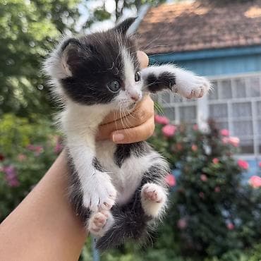 кот невский маскарадный: Кара-Балта Котята от домашней кошки им 28 дней можно забрать через 32 — 3