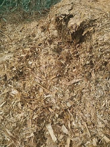 Айыл-чарба жаныбарлары: СИЛОС В БАБИНАХ 🌽
УРОЖАЙ 2024
Идеально выдержан
30% зерна — 4