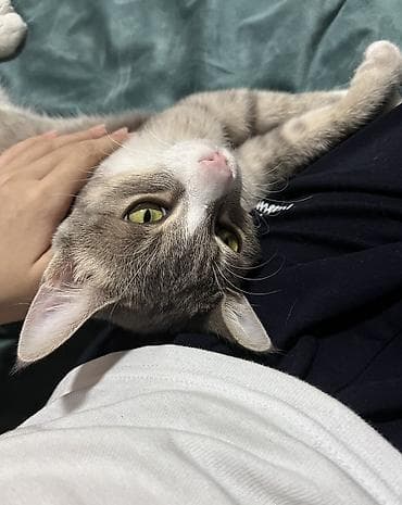 корм для котят: Мальчик, Приучена к лотку, Проглистована, С прививками — 6