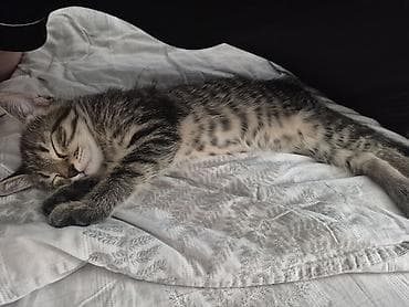 d cat: 😺 Котята тигрового окраса ищут любящую и заботливую семью! Возраст — 2
