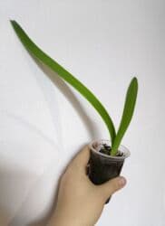 стабилизированные цветы бишкек: РАСПРОДАЖА по 100сом🔥🔥🔥🔥 💰💰📌📌 алоказия полли традесканция ладьевидная — 4