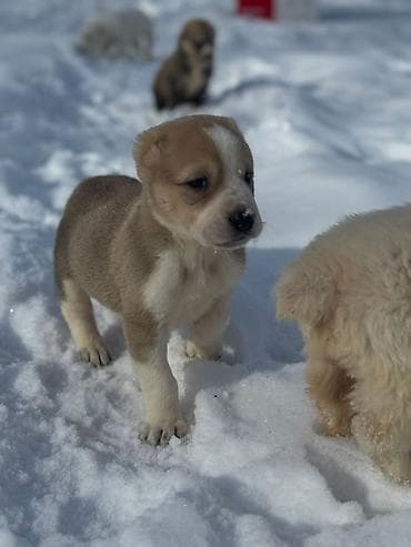 Вязка собак: Щенки, помет из нескольких малышей. Возраст по фото — совсем юные — 7