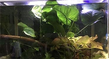 Антуриумы: Крупный куст Anubias barteri (анубиас Бартери) для аквариума. - — 2