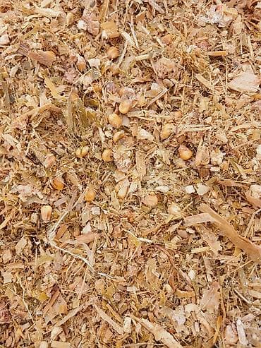 ослинное молоко: Сочный силос, сорт Ала-Тоо по 7 сомов, адрес Московский район, село — 1