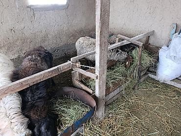 Грызуны: Продаю | Овца (самка) | Для разведения — 3