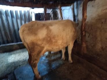 плодные матки: Продаю | Корова (самка) — 3