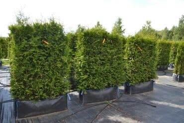 колоновидные саженцы: Саженцы деревьев: Туи — 12