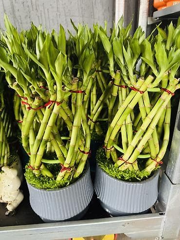 камни для аквариума: Комнатное растение «Счастливый бамбук» (Dracaena sanderiana) в — 3