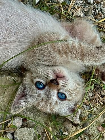 scottish fold: Котята домашние, игривые и общительные. - Окрас: есть светлые — 5