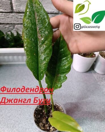 полка для цветов с подсветкой: Продаю комнатные цветы в ассортименте — 4