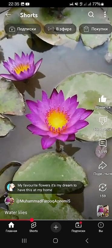 купить сакуру: Саженцы цветка: Пионы — 8