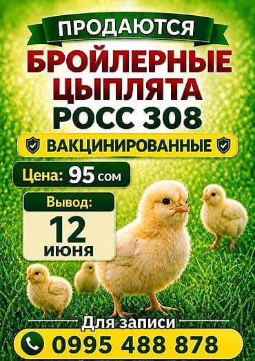 Животные: Продаю | Цыплята | РОСС 308 | На забой — 1